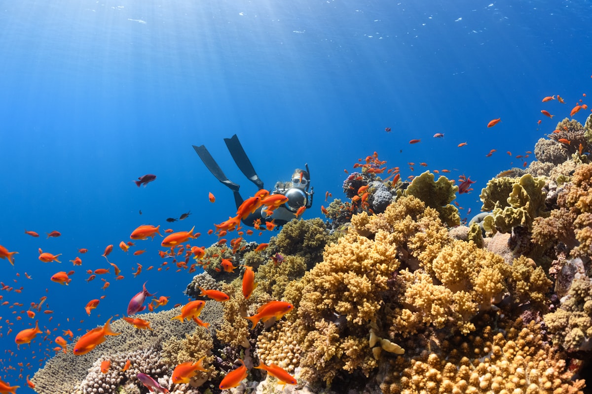 aire marine protegee biodiversite recif corallien poissons