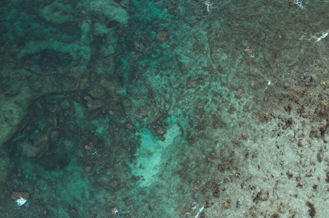 foret de kelp algues marines protection oceans climat