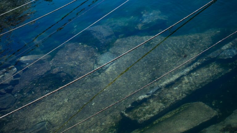 commerce illégal espèces marines trafic biodiversité protection