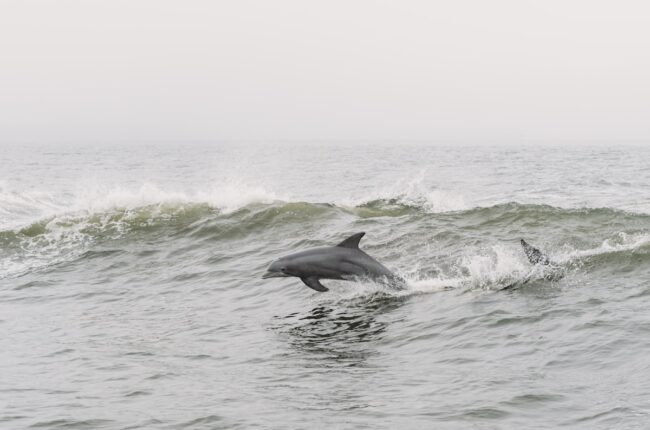 dauphin sauvage dans l'ocean protection marine