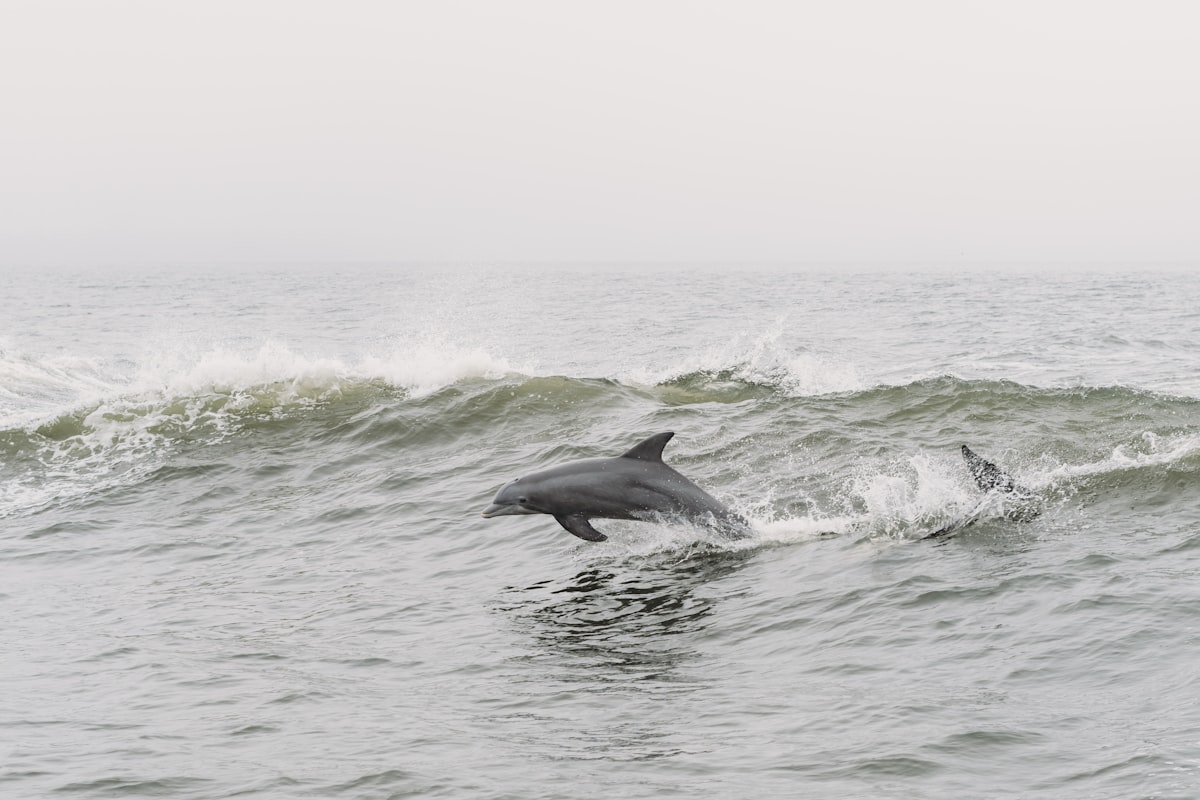 dauphin sauvage dans l'ocean protection marine