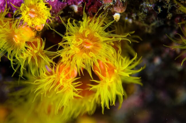 fonds marins biodiversite coraux profonds chalutage destruction