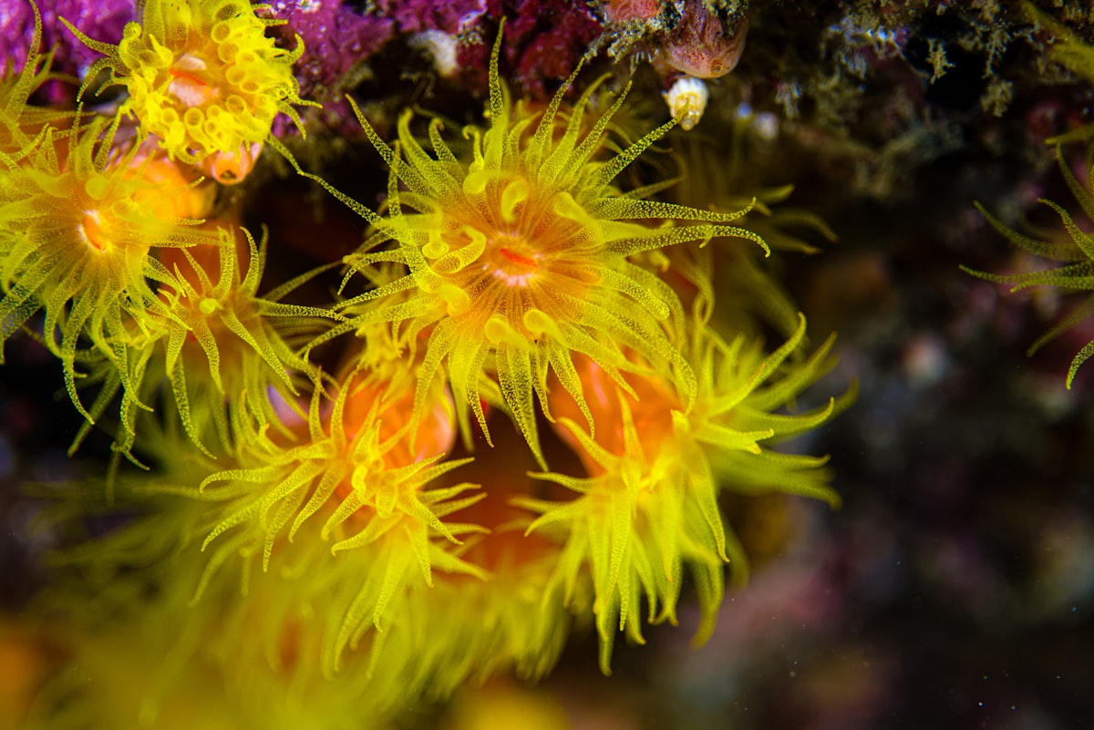fonds marins biodiversite coraux profonds chalutage destruction