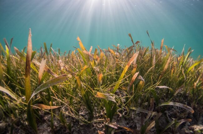 herbiers marins posidonie prairie sous-marine biodiversite carbone