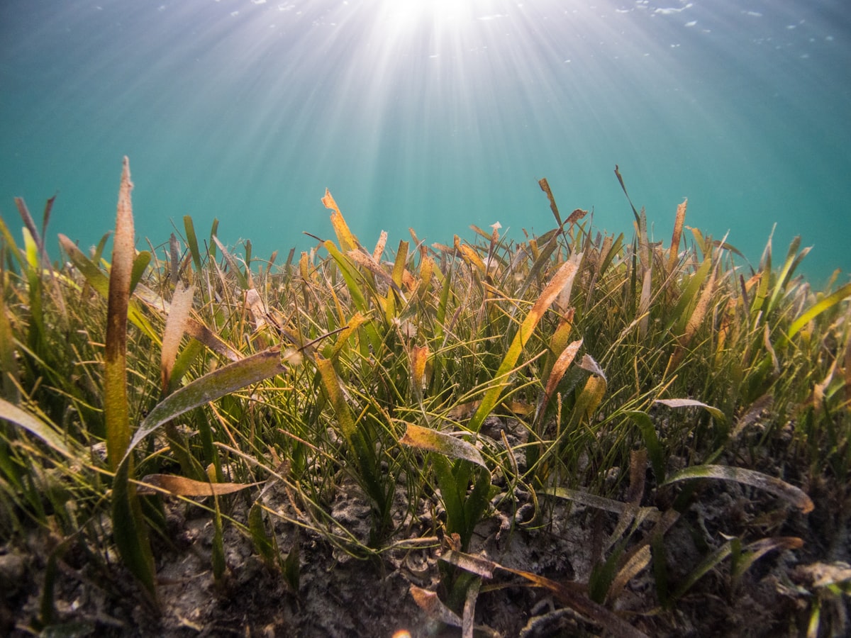 herbiers marins posidonie prairie sous-marine biodiversite carbone