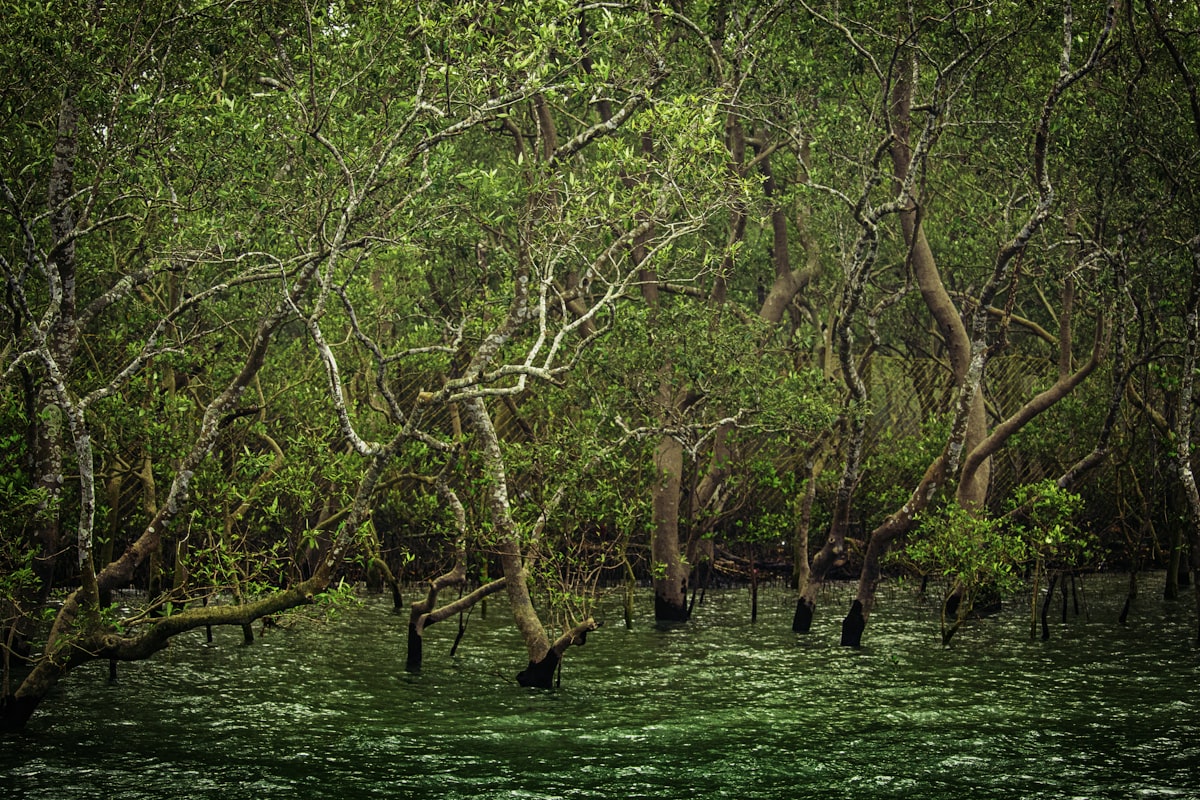 foret de mangroves tropicales racines dans l'eau