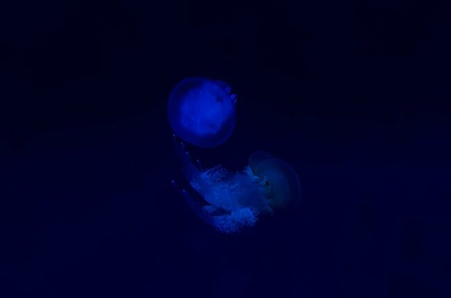 méduse envahissante proliferation ocean rechauffement climatique
