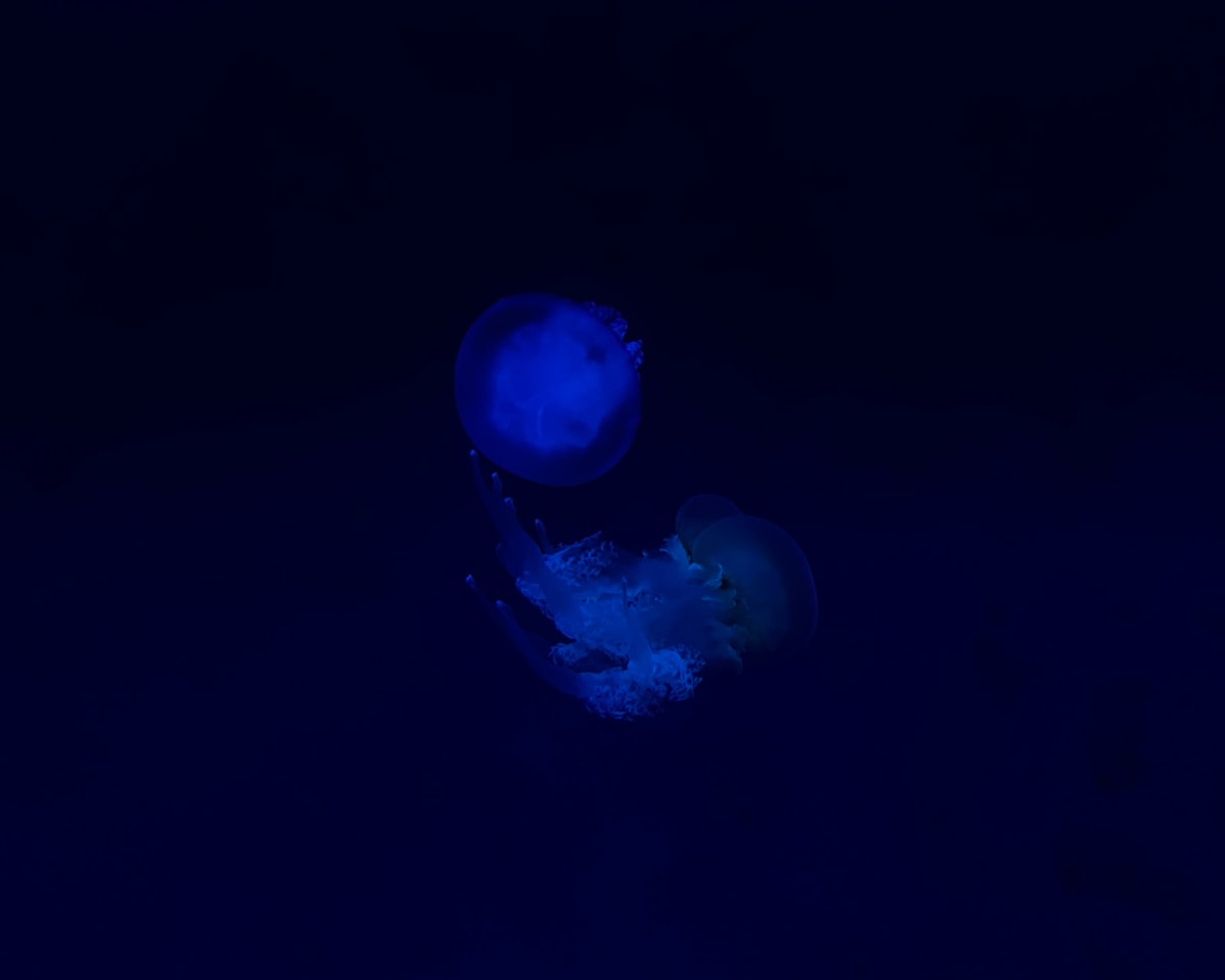 méduse envahissante proliferation ocean rechauffement climatique
