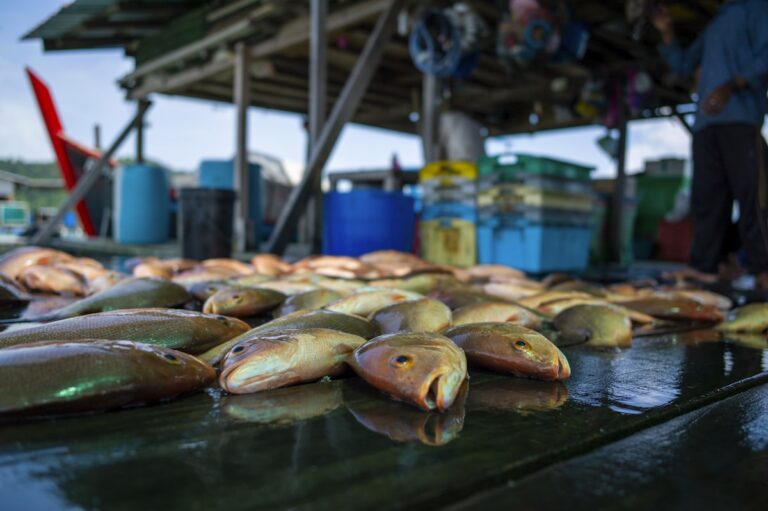 microplastiques dans les poissons risques sante solutions