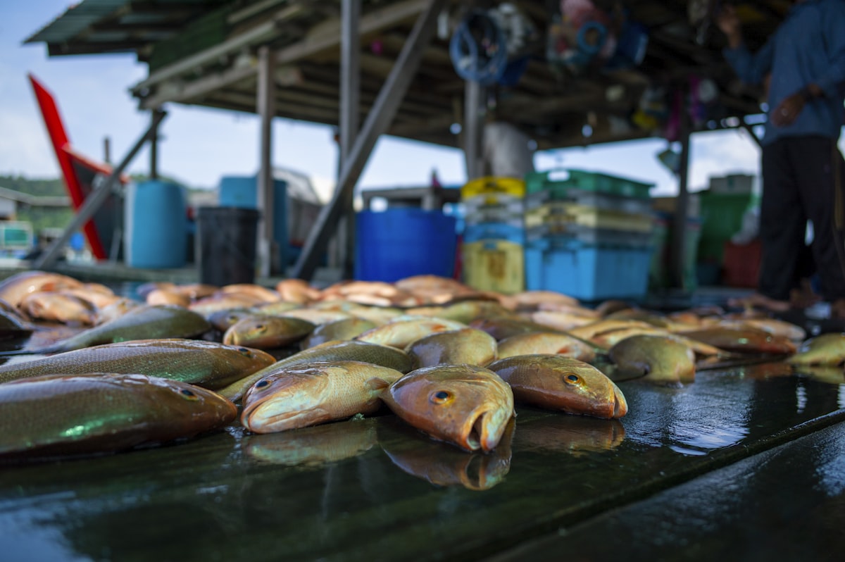 microplastiques dans les poissons risques sante solutions