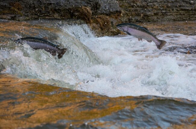 pêche eau douce poissons migrateurs saumon anguille crise