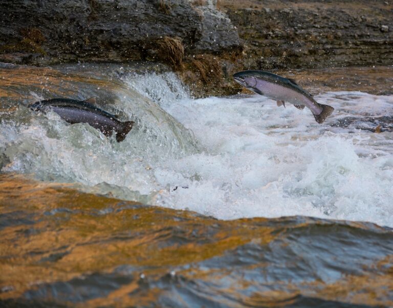 pêche eau douce poissons migrateurs saumon anguille crise