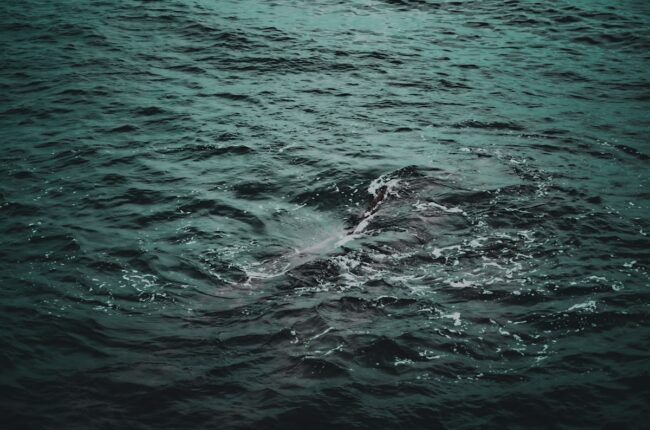 pêche au thon impacts oceans stocks surpêche