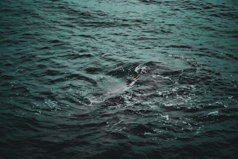 pêche au thon impacts oceans stocks surpêche