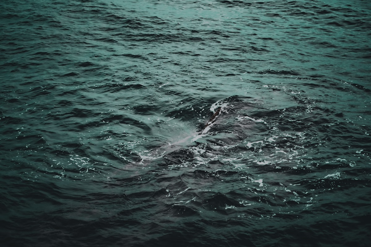 pêche au thon impacts oceans stocks surpêche