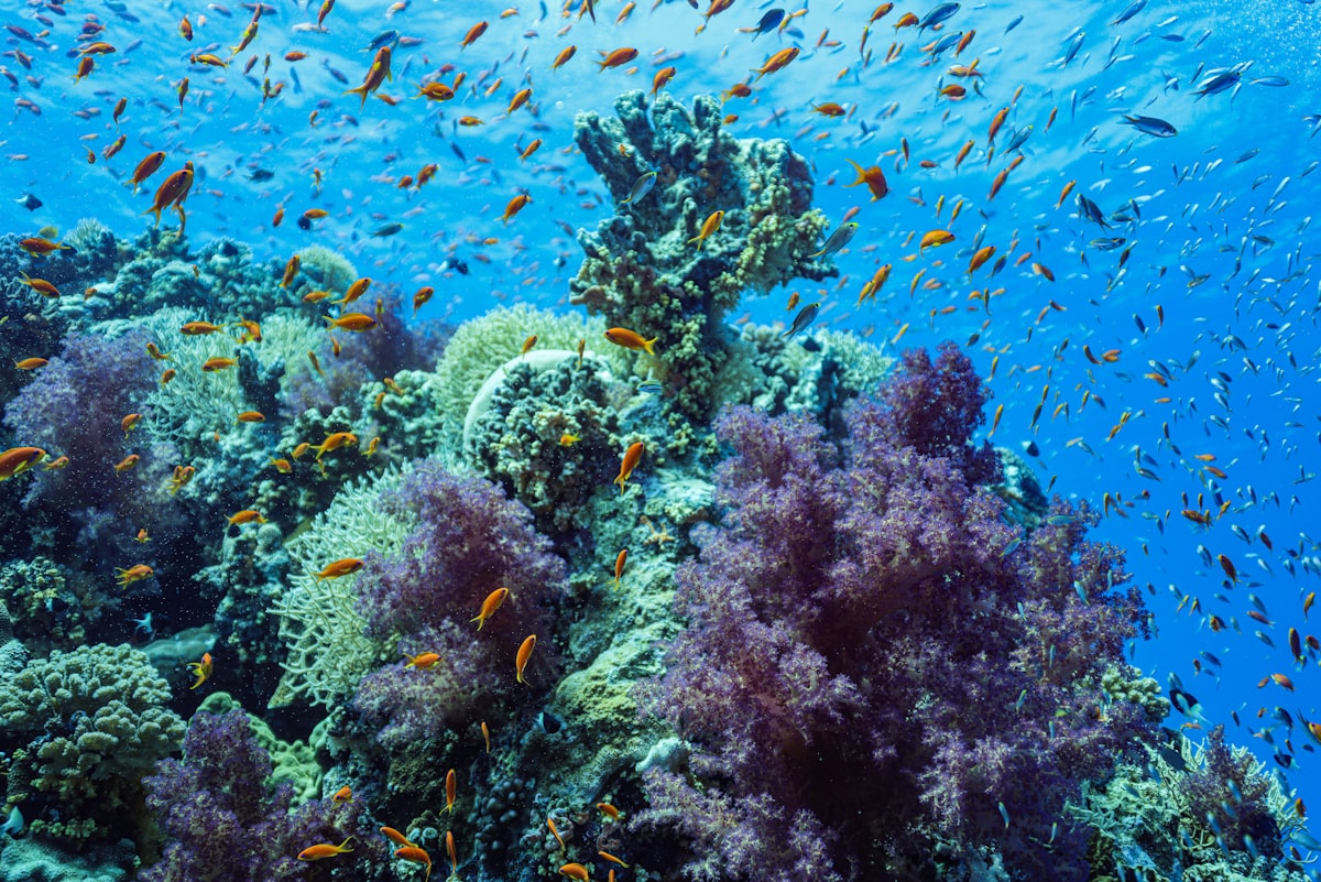 plongee sous-marine responsable diver coral reef ocean