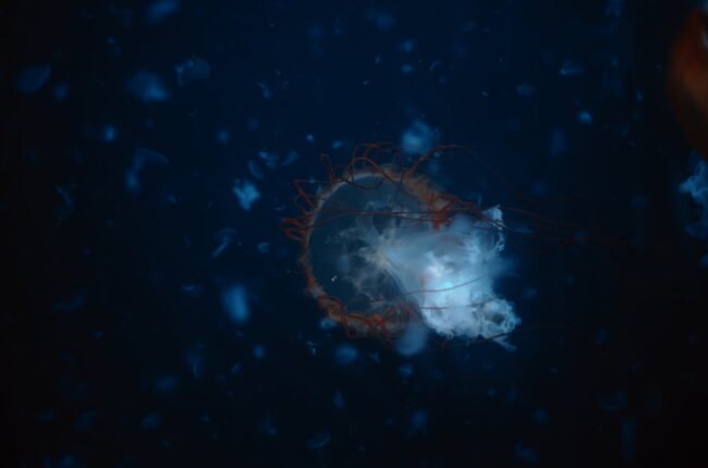 pollution lumineuse oceans faune marine nuit tortues plancton
