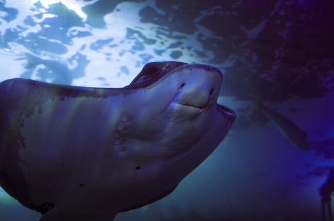 baleine dans l'ocean pollution sonore sous-marine
