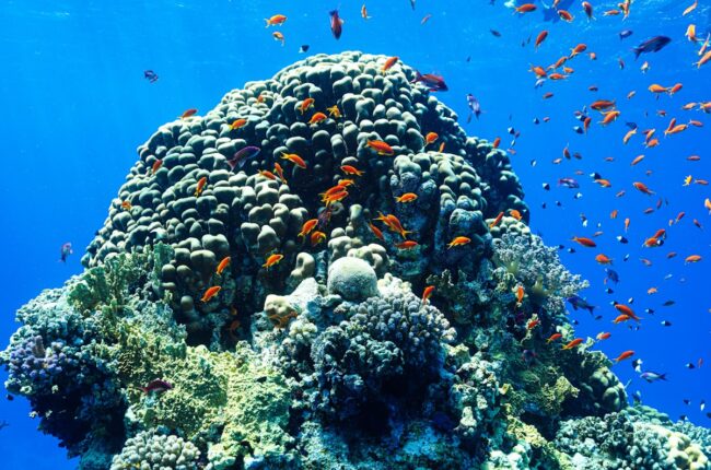 récif artificiel biodiversité marine poissons restauration