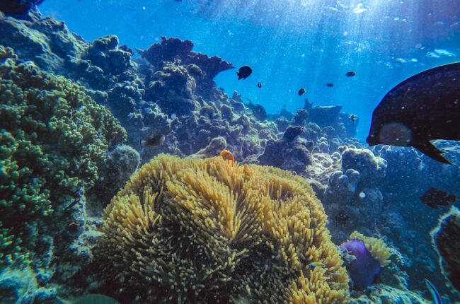 récif corallien coloré sous-marin biodiversité marine