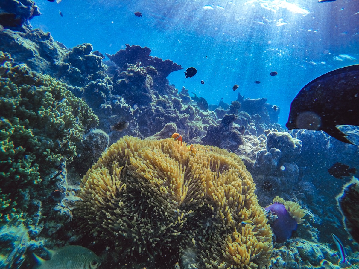 récif corallien coloré sous-marin biodiversité marine