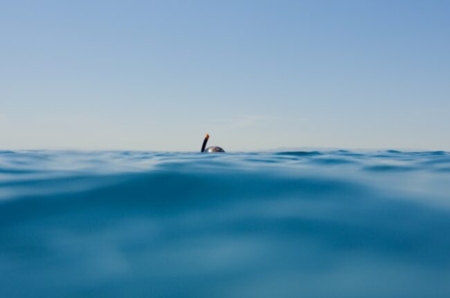 requin ocean protection espece menacee prédateur marin