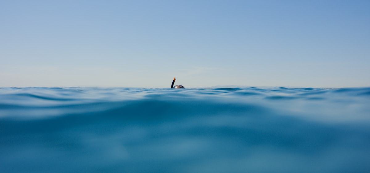 requin ocean protection espece menacee prédateur marin