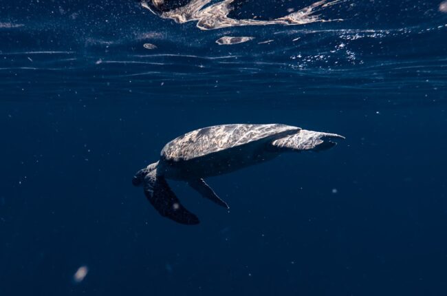 tortue marine sous l'eau ocean protection espece menacee