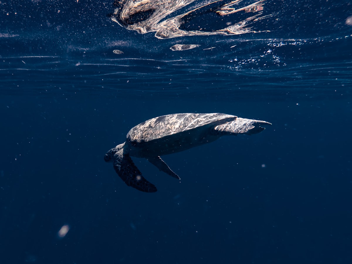 tortue marine sous l'eau ocean protection espece menacee