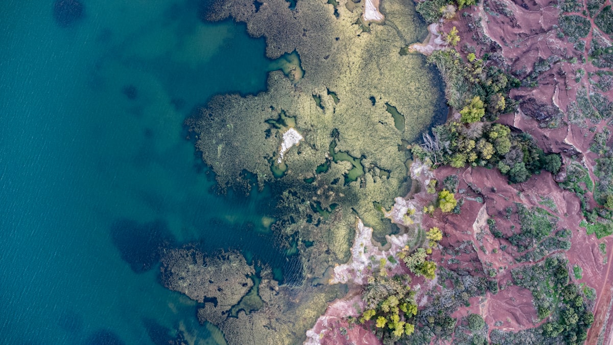 proliferation algues eutrophisation zones mortes ocean